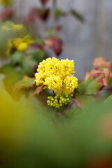 Wall Mural - yellow flowers in the garden