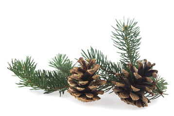 Wall Mural - Green branch of a Christmas tree and cones isolated on a white background.