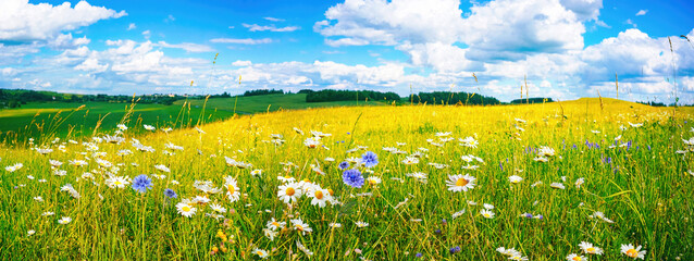 Poster - Beautiful summer colorful panoramic landscape of flower meadow with daisies against blue sky with clouds.