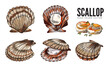 Scallop sea food in colored sketch style, hand drawn vector illustration isolated on white background.