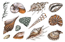 Hand Drawn Ocean Shells Collection, Color Engraving Vector Illustration Isolated.