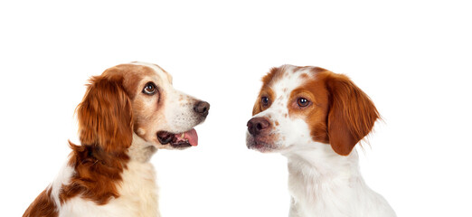 Poster - Two beautiful hunter dogs