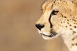 Close up Headshot of a Cheetah eye
