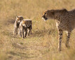 Three small Cheetah cubs walking behind their mother