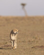 Cheetah walking with sky and out of focus tree in the background.