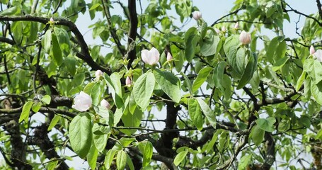 Poster - (Cydonia oblonga) Cognassier ou poirier de Cydonie, arbuste fruitier à floraison printanière blanc et rose pâle sur des rameaux tomenteux au feuillage oval, pointu, charnu et glabre