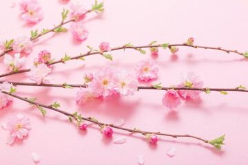 Wall Mural - branches of blossoming almonds on pink background