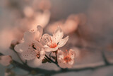 Fototapeta Fototapeta w kwiaty na ścianę - Kwiaty wiosennej kwitnącej wiśni. Pastelowe kwiaty w ogrodzie.