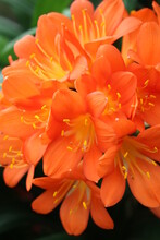 Orange Bush Lily Flower