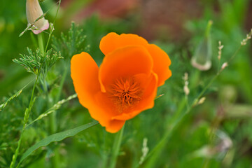 Wall Mural - Orange Yellow flowers of eschscholzia californica or golden californian poppy, cup of gold, flowering plant in family papaveraceae. Selective focus. Madeira Islands, Portugal