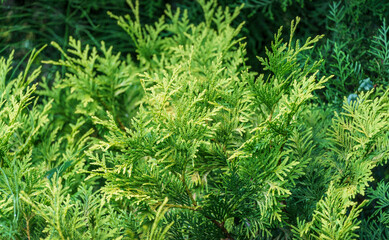 Wall Mural - Close-up yellow-green texture of leaves western thuja (Thuja occidentalis). Nature landscape, fresh wallpaper and nature background concept. Selective focus.