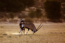 South African Oryx Running In Morning Light Dust In Kgalagadi Transfrontier Park, South Africa; Specie Oryx Gazella Family Of Bovidae