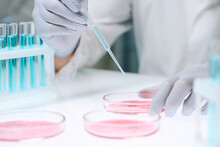 Gloved Hands Of Modern Scientist Adding Drop Of Liquid From Flask In Petri Dish Containing Pink Substance From Plastic Pipette In Laboratory