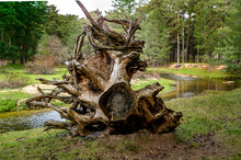 Close-up Of A Tree Stump, Uprooted From The Ground, Peeled Without Bark, Lying On The Ground With Its Roots Unearthed By The Wind, In The Background The River, The Light, And The Forest