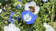 Blue Butterfly On A Flower
Poppy Flowers In The Field
Field Of Poppies
Nemophila
Baby Blue Eyes
Blue Sky 
Park 
Tree 
Bee 
Riverside 
Maishima 
Blue 
White 
ネモフィラ
青空
空
青
白
はち
草
花
