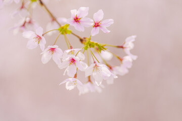 Poster - White cherry blossoms blooming in the spring