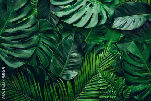 Fototapete - closeup nature view of green leaf and palms background. Flat lay, dark nature concept, tropical leaf