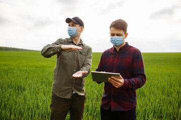 Wall Mural - A young man shows his colleague data on a tablet. Smart farm. Green wheat field. Harvest check.