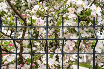 Wall Mural - Steel grating fence made with wire in spring 