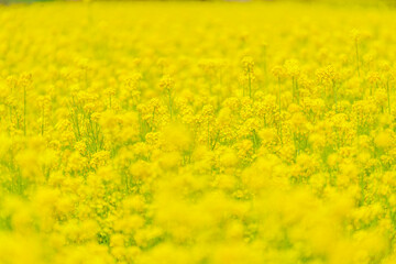 Poster - Yellow rape flowers blooming in spring