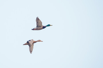 Two wild green ducks are flying in the sky