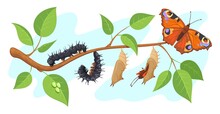 Lepidoptera Metamorphosis. Caterpillar To Butterfly Development Process Cocoon Transformation On Tree, Life Cycle Pupa Larva Moth, Growt Chrysalis Monarch, Neat Vector Illustration