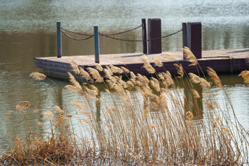 Wall Mural - Beautiful natural background of reed flowers