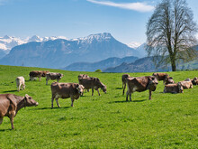 Brown Cows Of The Breed Braunvieh (or Swiss Brown) Of A Herd In A Meadow. Mountains Of The Swiss Alps In The Background, With Snow-covered Mountain Peaks, In Spring.