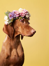 Dog With A Flower Wreath On His Head. Hungarian Vizsla On A Yellow Background