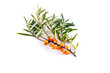 Branch of sea buckthorn with ripe berries on a white background.
