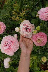 Wall Mural - Close up shot of a woman at a you pick farm of beautiful blossoming ranunculus. Female picking persian buttercup flowers at springtime blooming season. Copy space for text, colorful background.