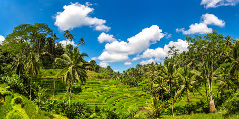 Canvas Print - Tegallalang rice terrace on Bali