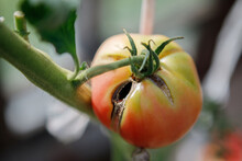 Damaged Tomatoes On A Branch In A Greenhouse
