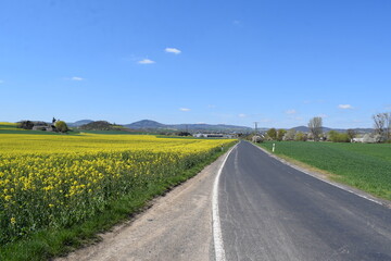 Sticker - schmale Landstraße in der Eifel während des Frühlings mit gelben FEldern