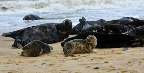 Grey Seal Pup with adult seals behind at Horsey Gap Norfolk.