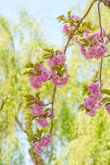 Wall Mural - Pink cherry blossoms blooming in the spring