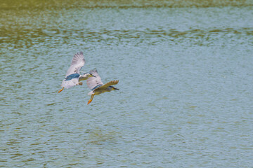 Poster - Heron flying with open wings over the lake