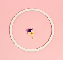 Minimal Sunny Concept Of Pansies Flower In A White Round Frame. Blooming Spring Flower On Pink Background. Flat Lay.