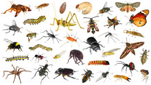 Spiders (Arachnida) And Insects (Insecta) - Two Classes Of Arthropods Isolated On A White Background