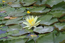 Pale Yellow Water Lily Flower