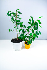 Two beautiful benjamin ficuses of different types in white and orange flowerpots on a white and gray background.