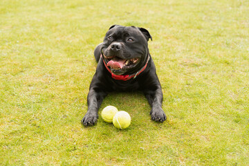 Canvas Print - Staffordshire Bull Terrier dog lying down on grass, he looks happy and is  smiling. There are two tennis balls in front of him