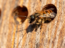 Wild Bee In The Insect Hotel (macro).
