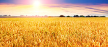 Wheat Field With Yellow Ripe Spikelets And Picturesque Sky At Sunset