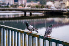 Pigeons Perched On An Iron Railing, With The Lerez River At The River In Pontevedra (Spain)
