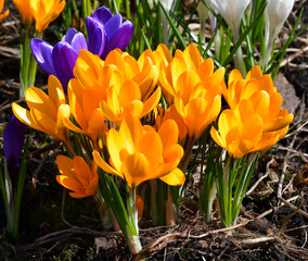 Wall Mural - the first early spring crocuses in the garden on a sunny spring day. selective focus