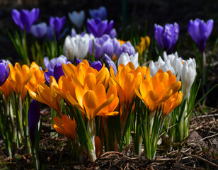 Wall Mural - the first early spring crocuses in the garden on a sunny spring day. selective focus