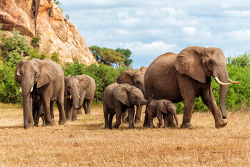 Sticker - Elephant herd walking in Mashatu Game Reserve in the Tuli Block in Botswana                        