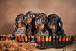 Four cute little dachshund puppies of marble color are sitting with a bandolier and cartridges. H hunting dog concept