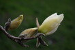 © Kasia R. - Magnolia